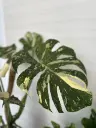 monstera-thai-constellation2 (1).webp