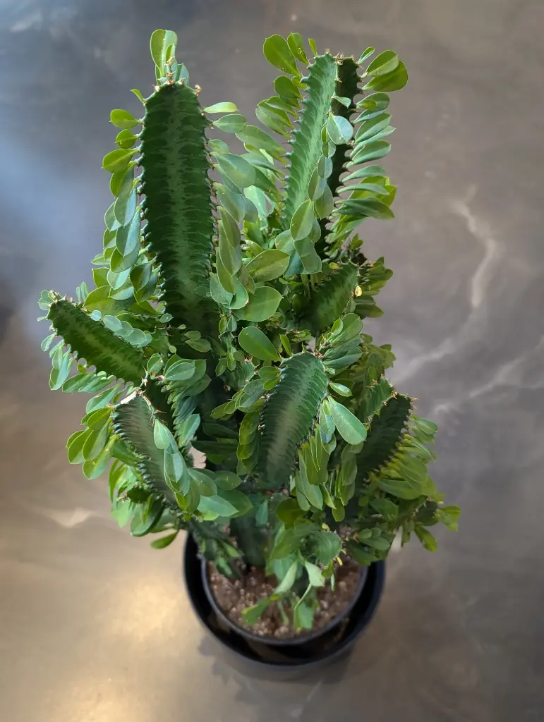 Euphorbia