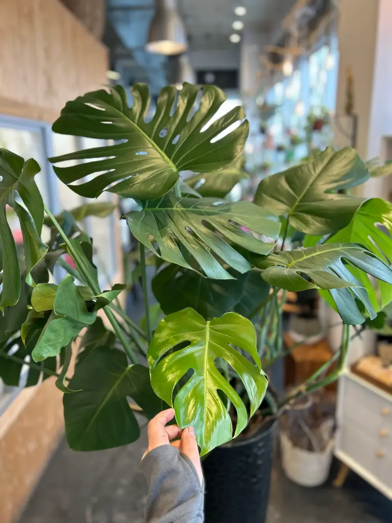 Monstera deliciosa