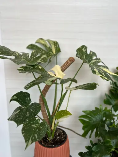 Monstera thai constellation